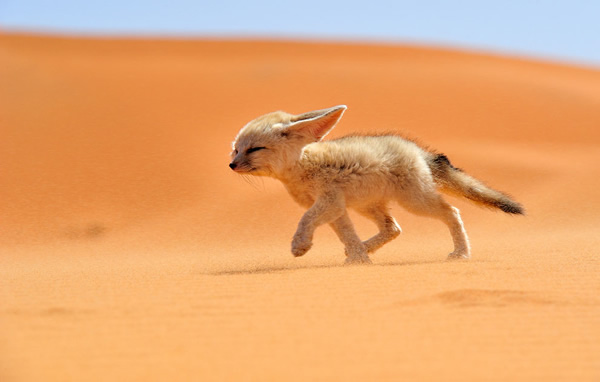 Le Renard des sables