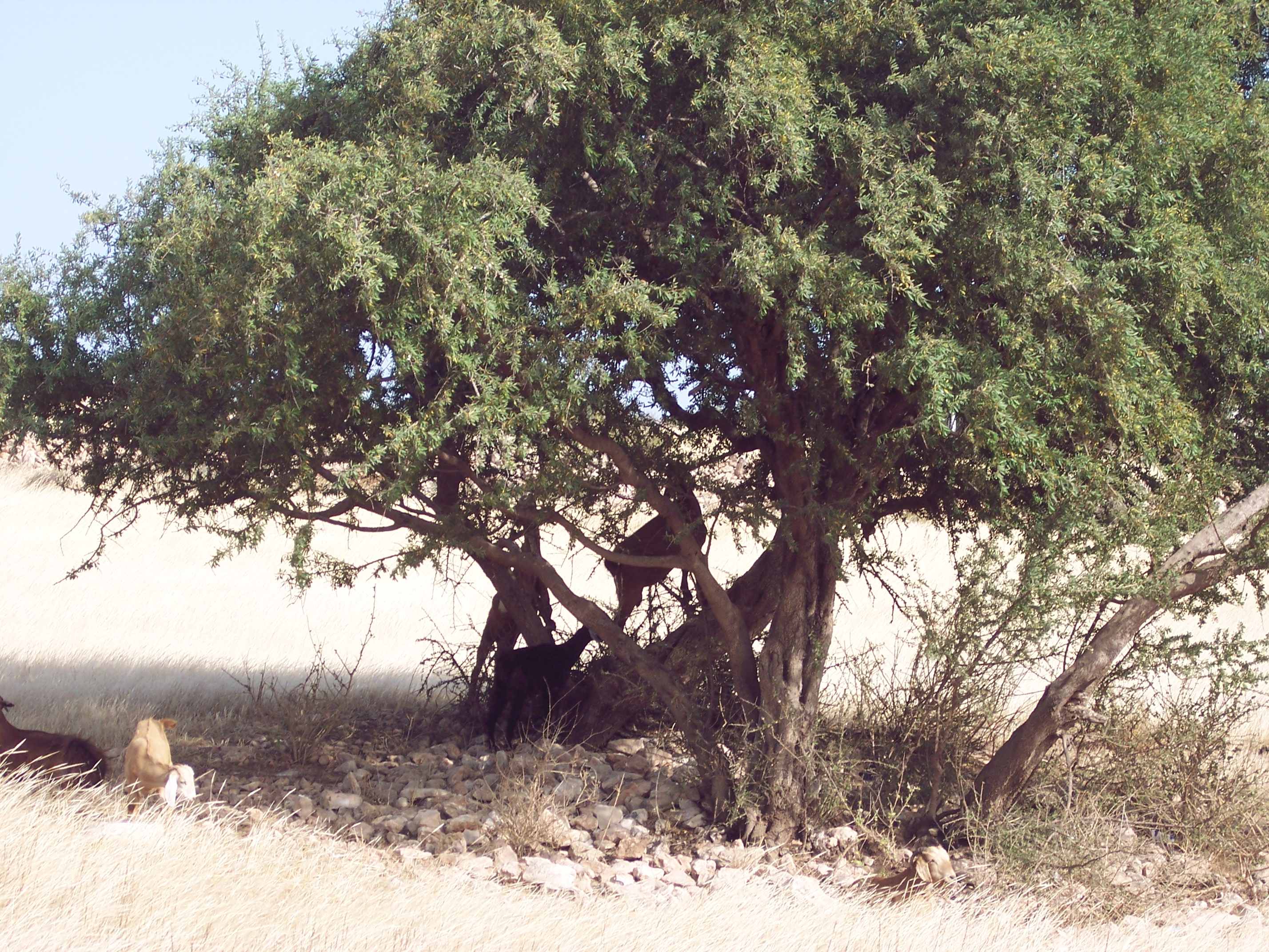 Arganový strom