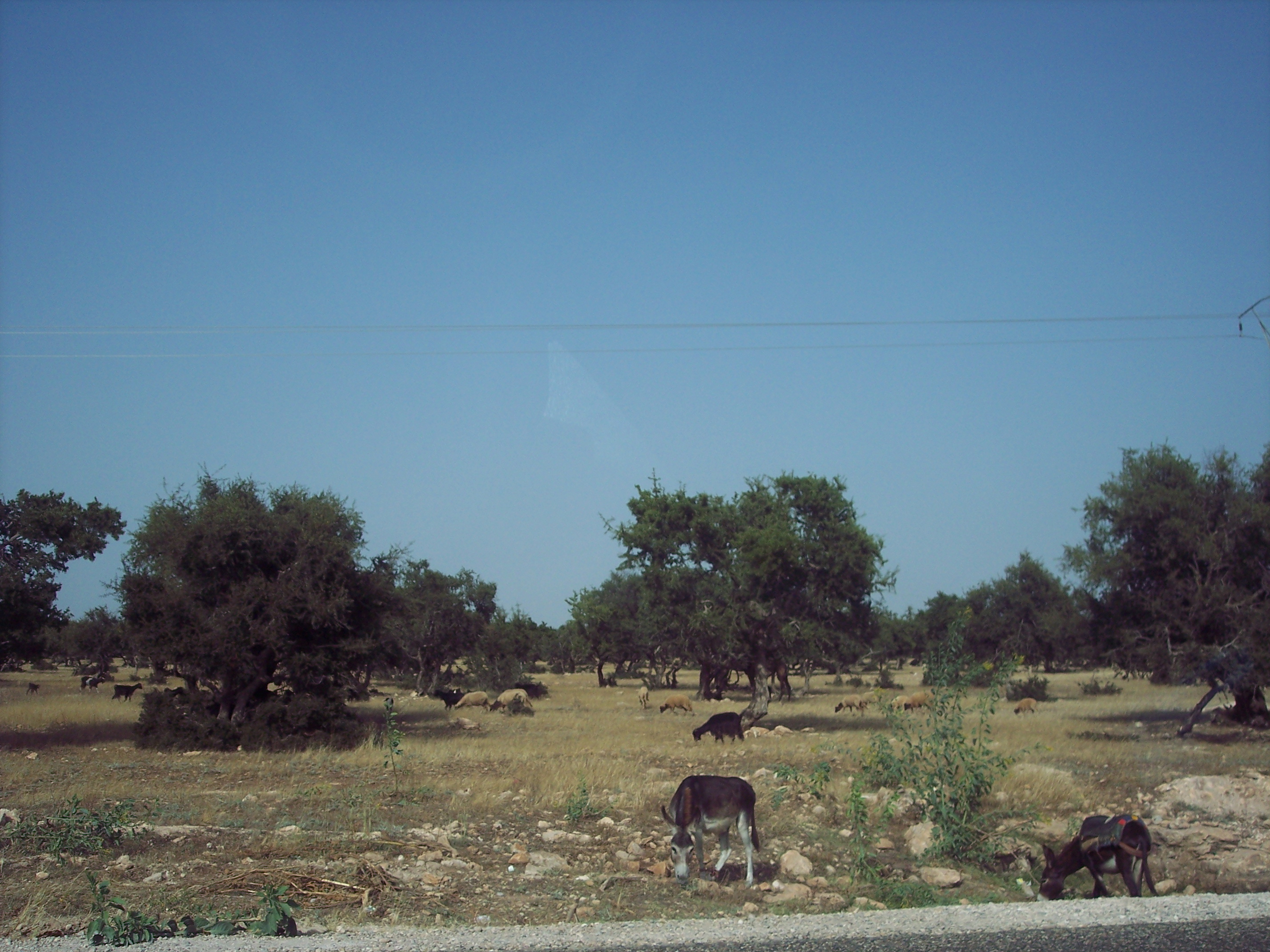 Arganové stromy v blízkosti Agadiru